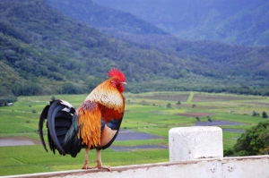 Wild Rooster-Kauai's 