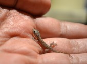 baby-gecko