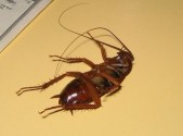 hawaiian-cockroach